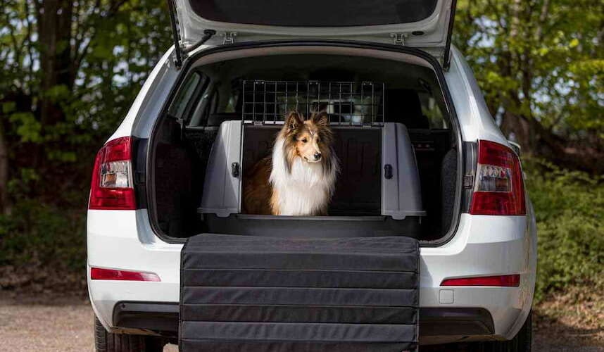 Transportbox mit Schutzmatte für den Kofferraum Hund guckt aus der Transportbox im Kofferraum heraus