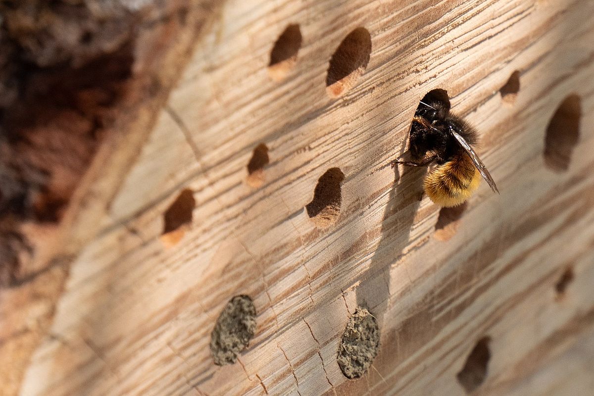Biodiversität im Garten Content Bild