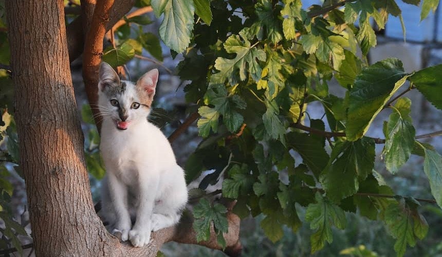 Katze im Baum Katze ist auf einen Baum geklettert