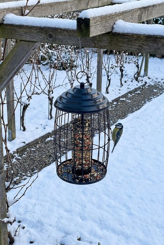 Eine Blaumeise besucht den laternenförmigen Meisenknödelhalter im Schnee