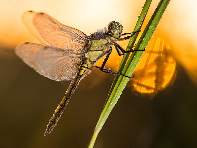 Gartenteich und Biodiversität