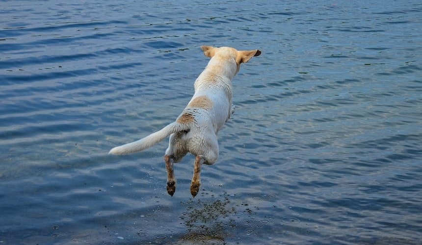 Tut auch Vierbeinern bei Hitze gut: eine Runde ins Wasser! Weißer Hund mit braunen Flecken springt ins Wasser