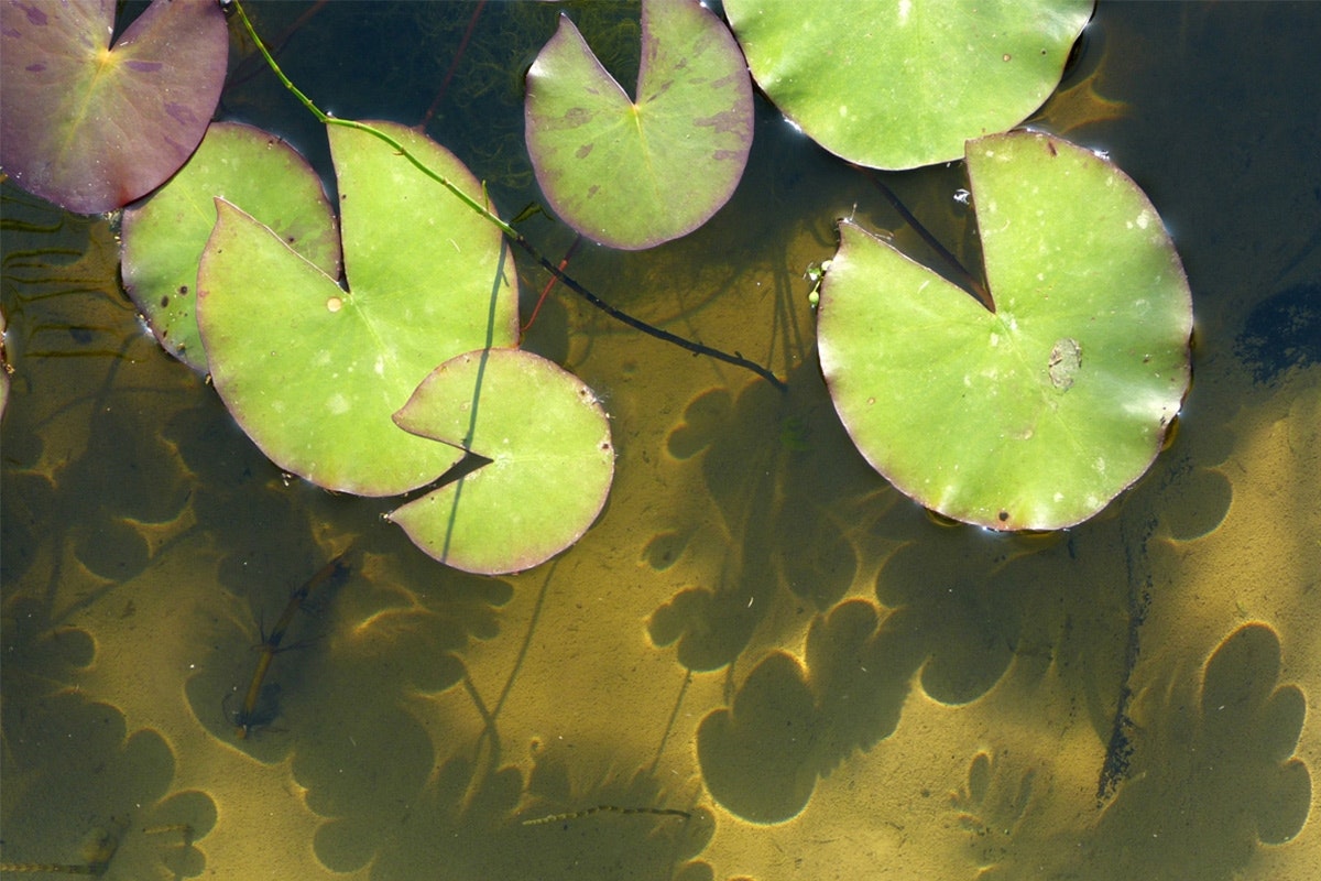 Klares Wasser bietet nicht nur einen schönen Anblick sondern ist auch gut für die Teichbewohner. Die Seerosen werfen ihre Schatten im klaren Teichwasser bis auf den Grund.