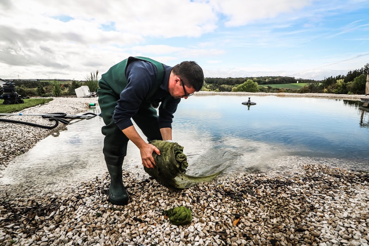 Große Algennester werden aus dem Teich entfernt Große Algennester werden aus dem Teich entfernt