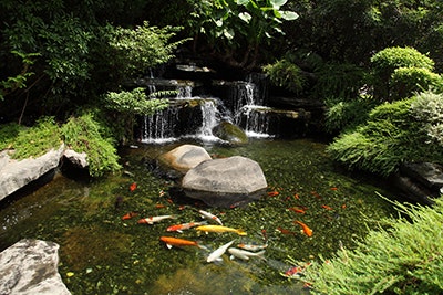 Gartenteich mit Fischen Gartenteich mit Fischen