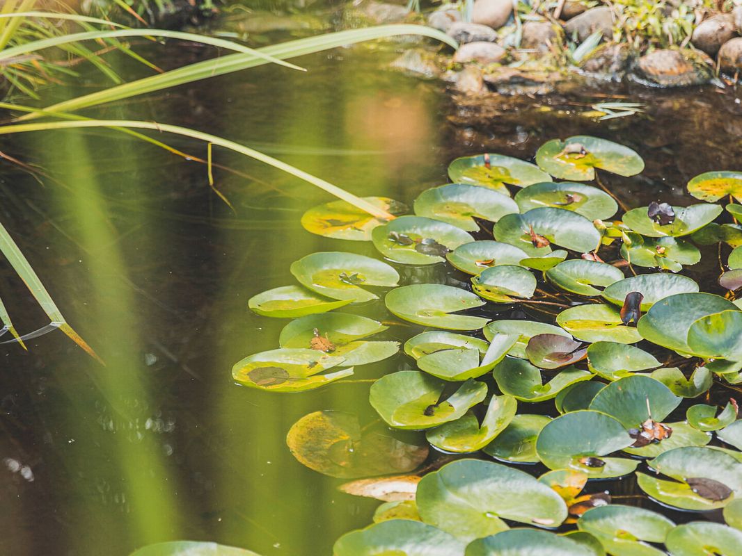 Teich mit vielen Seerosenblättern