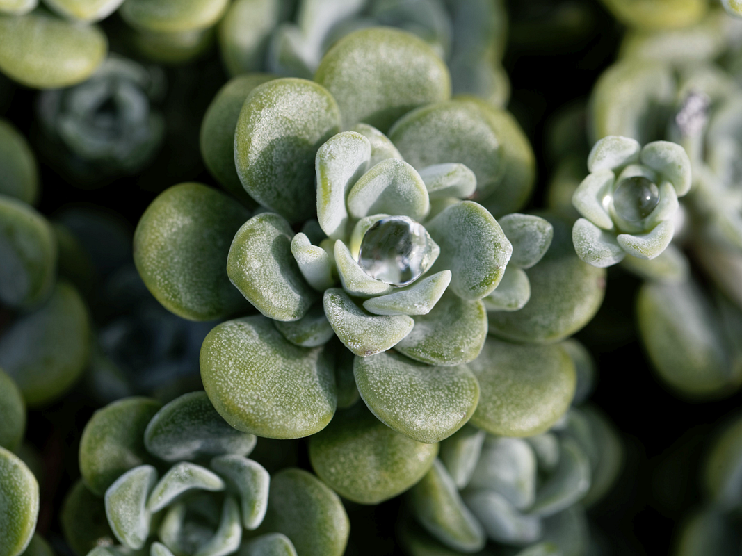 Sedum-Pflanzen - ideal für Begrünungen