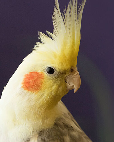 Mehr  Tierbedarf auf koempf24.de entdecken Teaser Bild 2