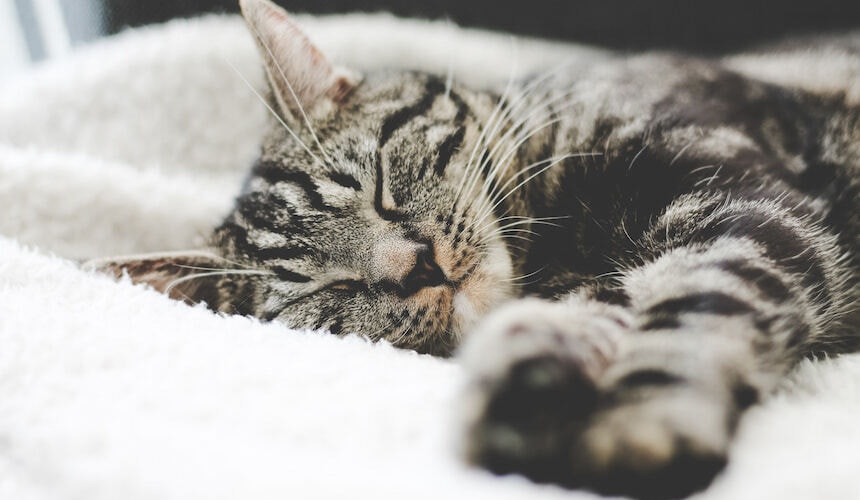 Schlafende Katze Katze schläft im Bett