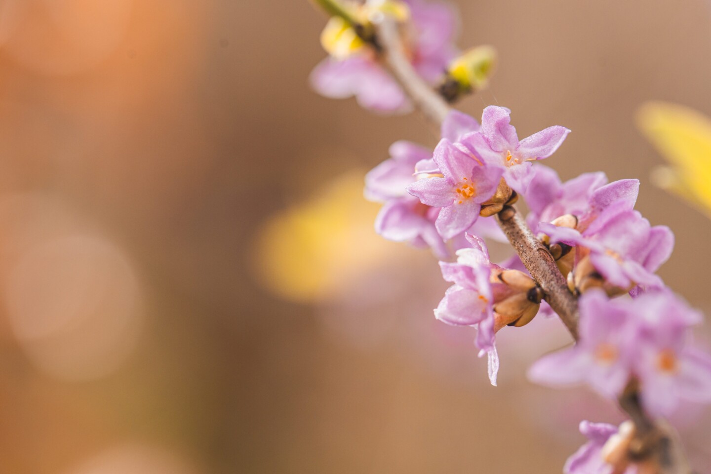 im Frühling blüht der Garten pink