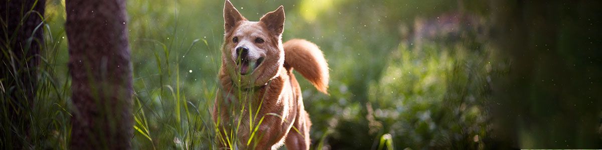 Chewies Geweih-Kauartikel