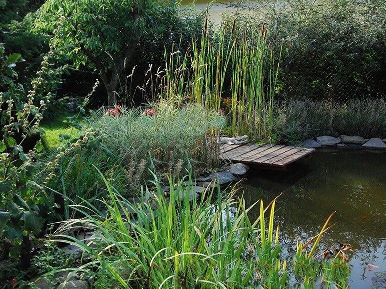 Schön bewachsener Gartenteich mit Steg Die hohe Bepflanzung rings um den Gartenteich spendet dem Teich Schatten.
