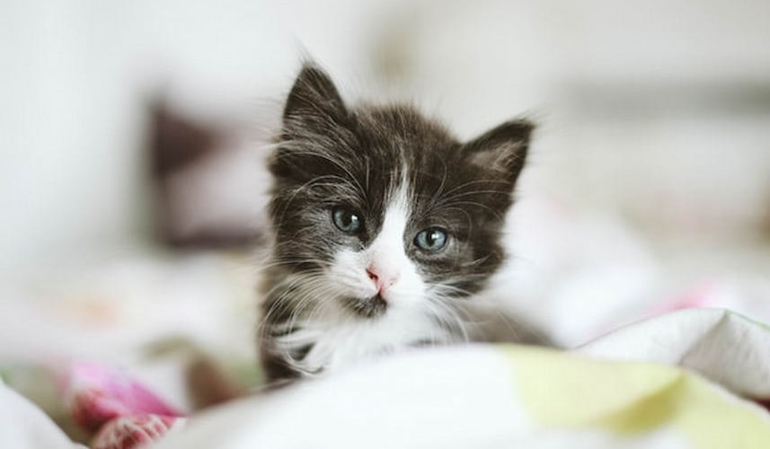 Babykatze Ein süßes Katzenbaby