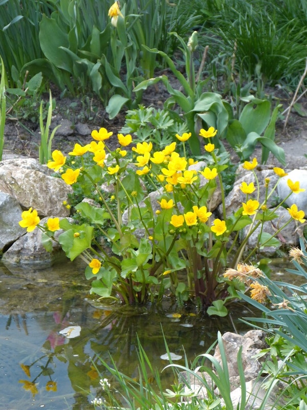 Blumen am Teich Gelbe Blumen am Teichrand
