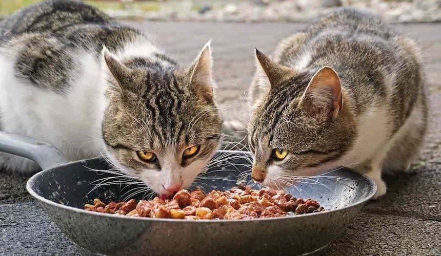 Katzen füttern Zwei Katzen sitzen an einer Futterschüssel und essen Fleisch