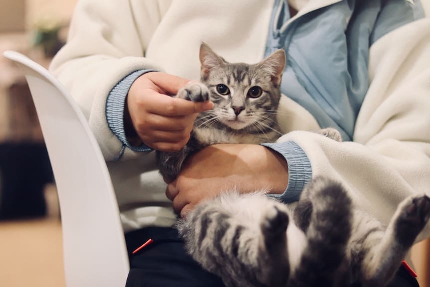 Mit der Katze beim Arzt EIn Katze sitzt auf dem Schoß und winkt