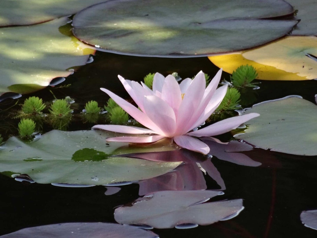Seerose offen Seerose offen