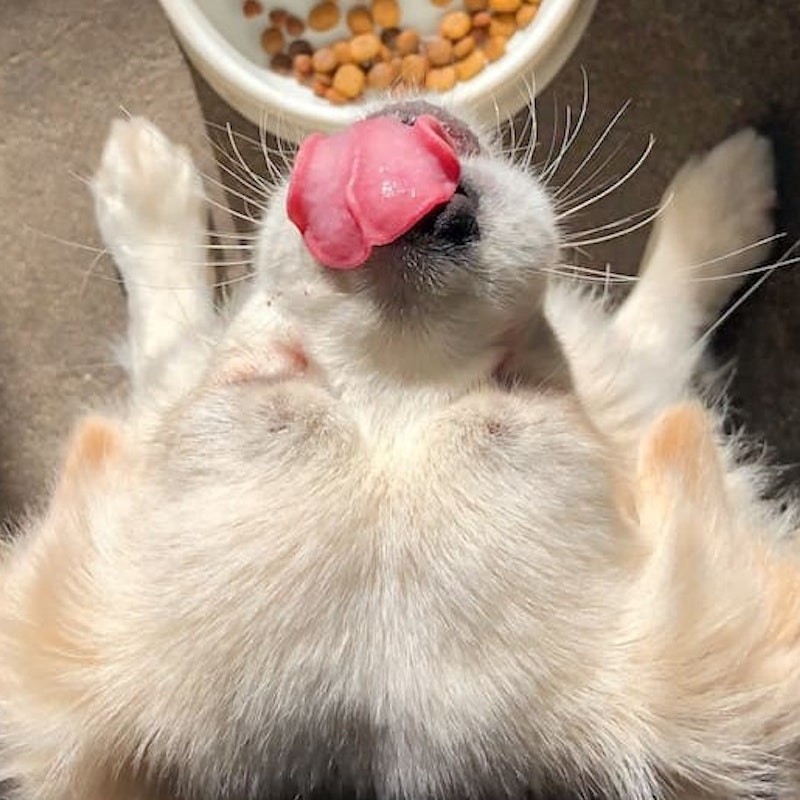 Trockenfutter beim Hund: Auf was sollte ich achten? | ZOOLOGO Online Shop Trockenfutter beim Hund: Auf was sollte ich achten? | ZOOLOGO Online Shop