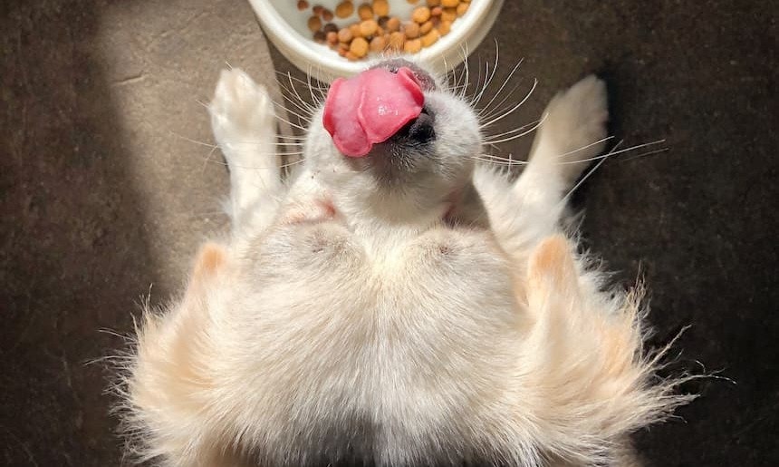Trockenfutter: Vorteile und Ratschläge zur Fütterung Hund beim Essen von Trockenfutter