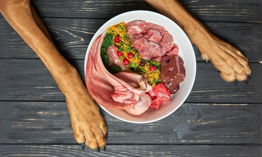 Richtig barfen Ein teller voller BARF-Futter für den Hund