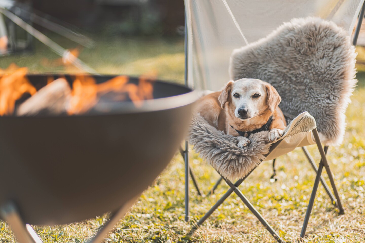 Auch der Hund genießt den Camping Urlaub
