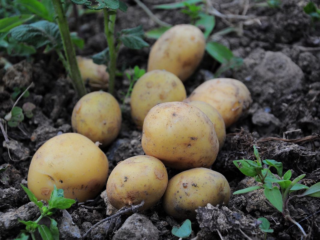 Kartoffeln auf Feld