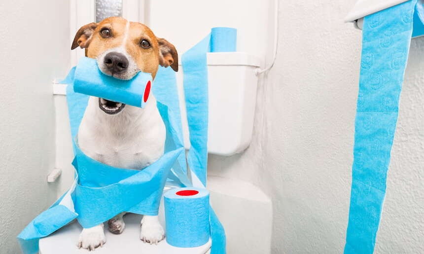 Hund auf Toilette Ein Jack Russell Terrier sitz auf der Toilette und spielt mit der Klopapierrolle
