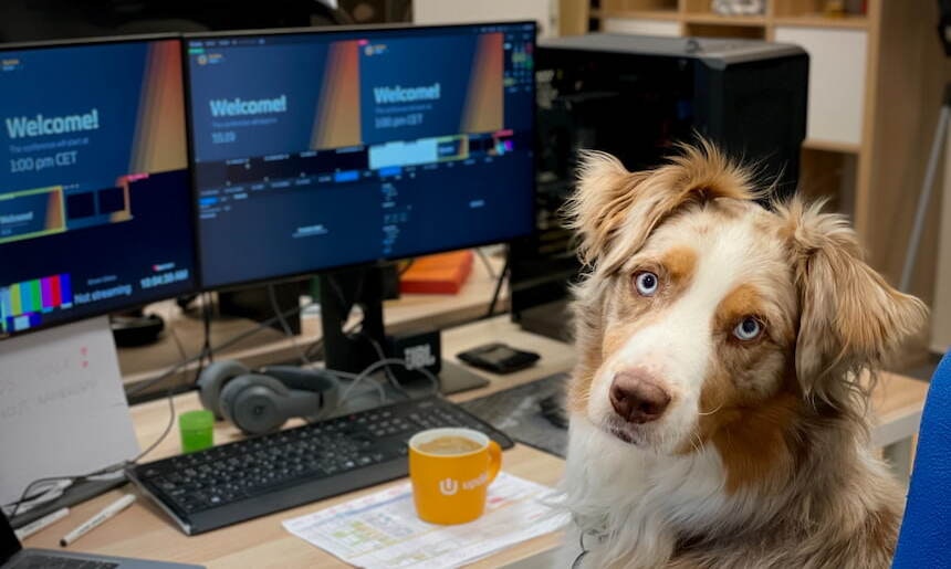 Weißbraun gefleckter Hund sitzt auf einem Bürostuhl am Computerschreibtisch weißbraun gefleckter Hund sitzt an einem Schreibtisch mit Computern und orangefarbener Kaffeetasse