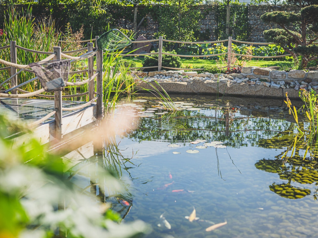 Fischteich Schöner sauberer Teich mit Fischen