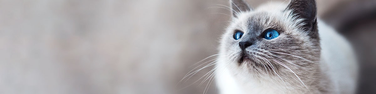 catz finefood purrrrr