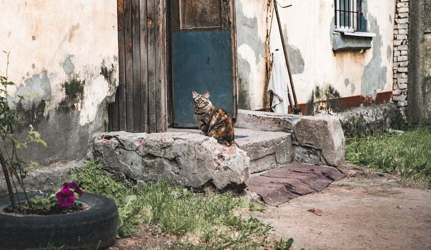 Katze vor der Haustüre Katze sitzt auf der Treppe vor dem Haus