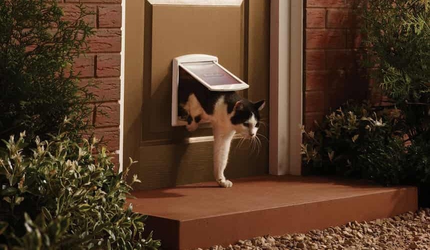 Katzenklappe nach draußen Katze verlässt das Haus durch eine Katzenklappe