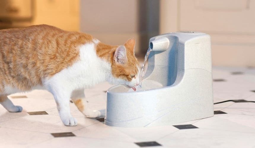 Kühles Wasser: erquickende Frische Rot-weiße Katze trinkt aus Wasserspender