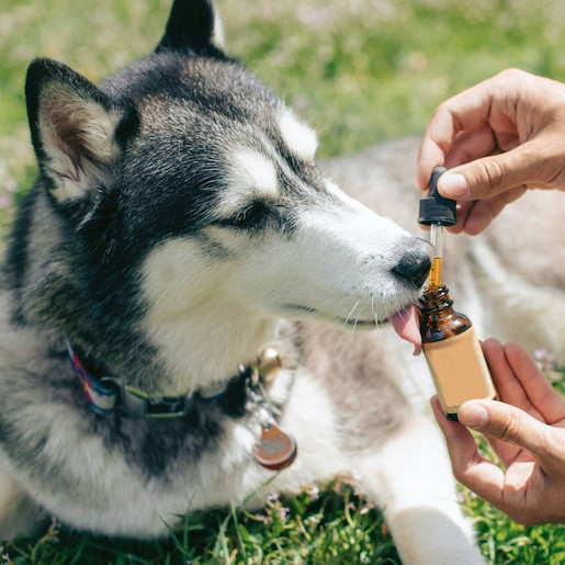 Nahrungsergänzung Hund: Sinnvoll oder gefährlich?
