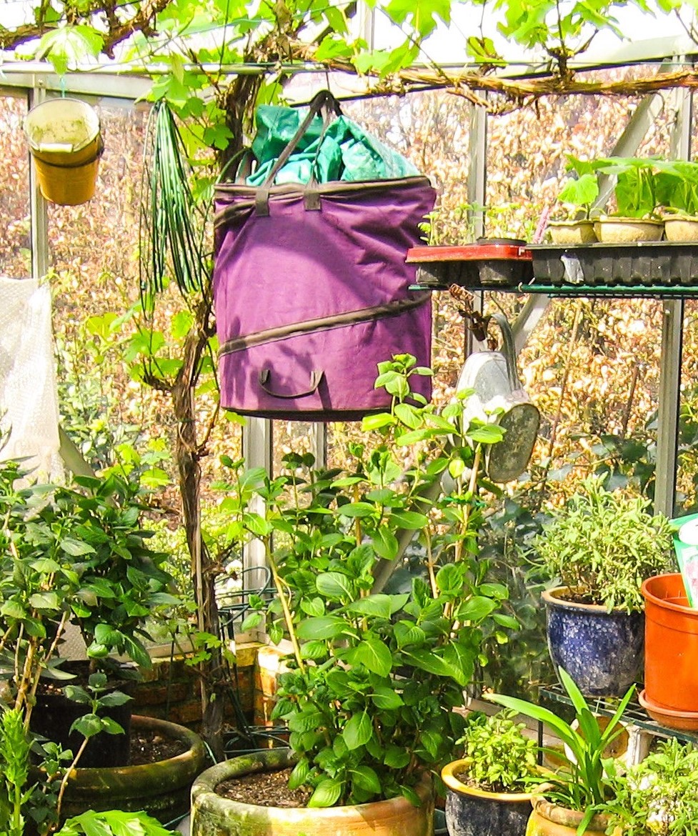 Pflanzenkübel im Gewächshaus - idealer Ort zum Überwintern