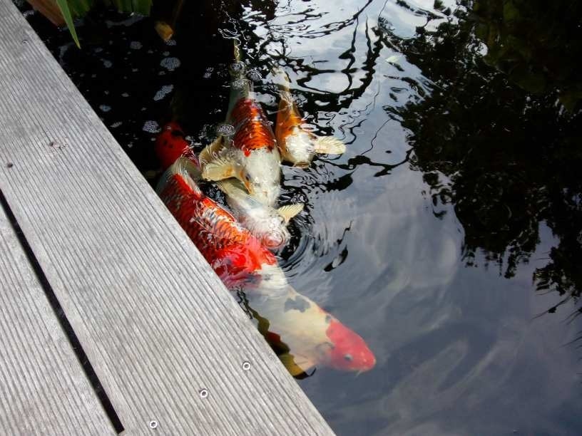 Fische im Wasser Fische im Wasser