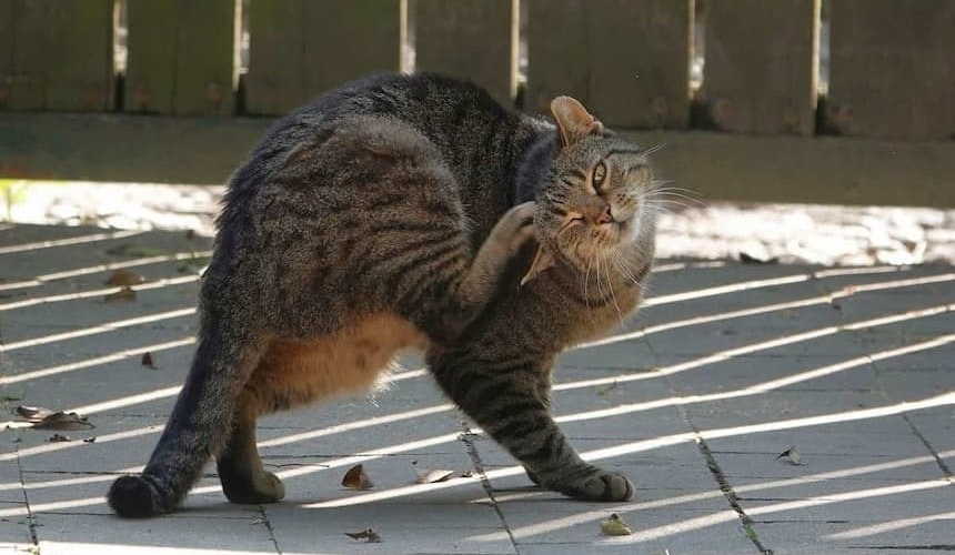 Katze kratzt sich Eine Katze kratzt sich mit der Hinterpfote hinter dem Ohr