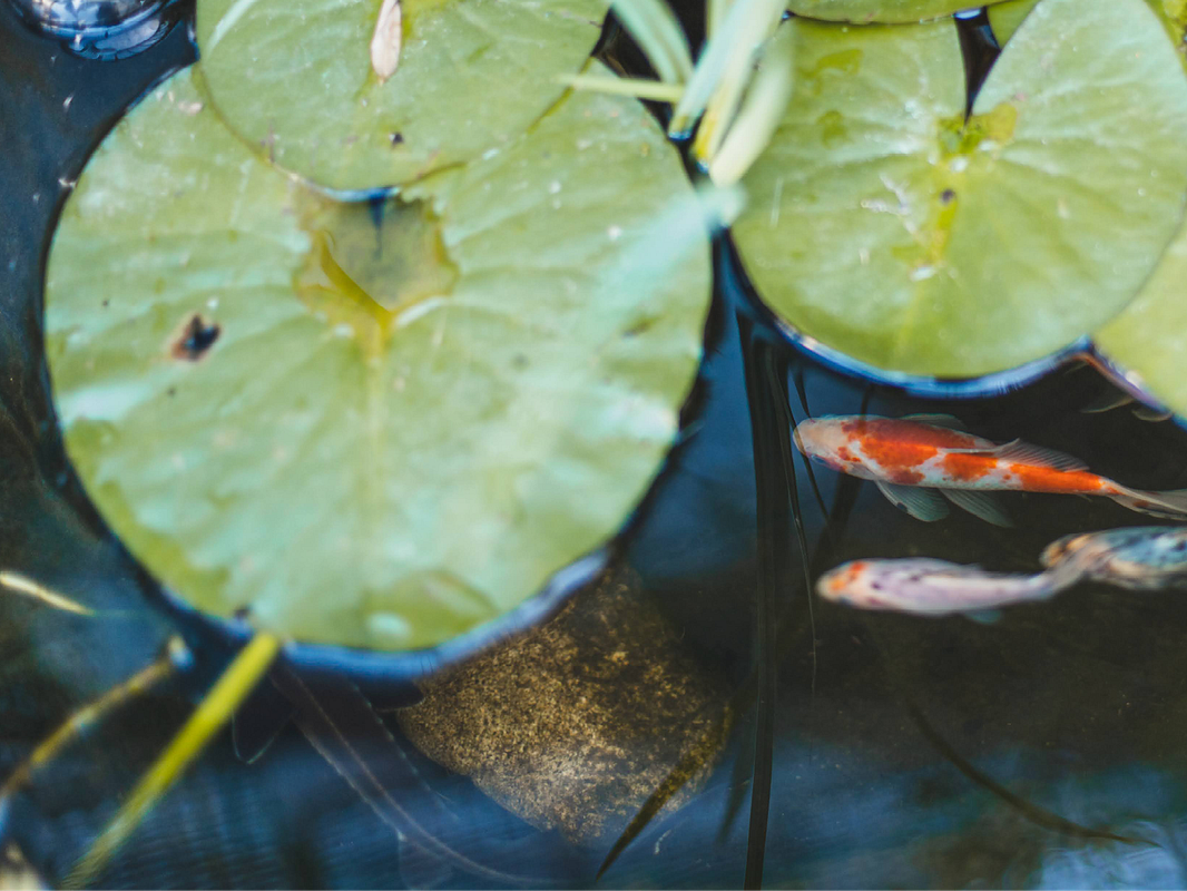 Fische dürfen nun in den Teich