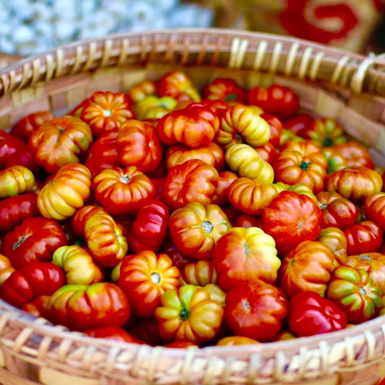 15 Tipps für eine reiche Tomaten-Ernte