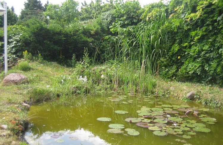 Gartenteich vor dem Umbau Vor dem Umbau wirkt der Gartenteich wie ein trister Tümpel