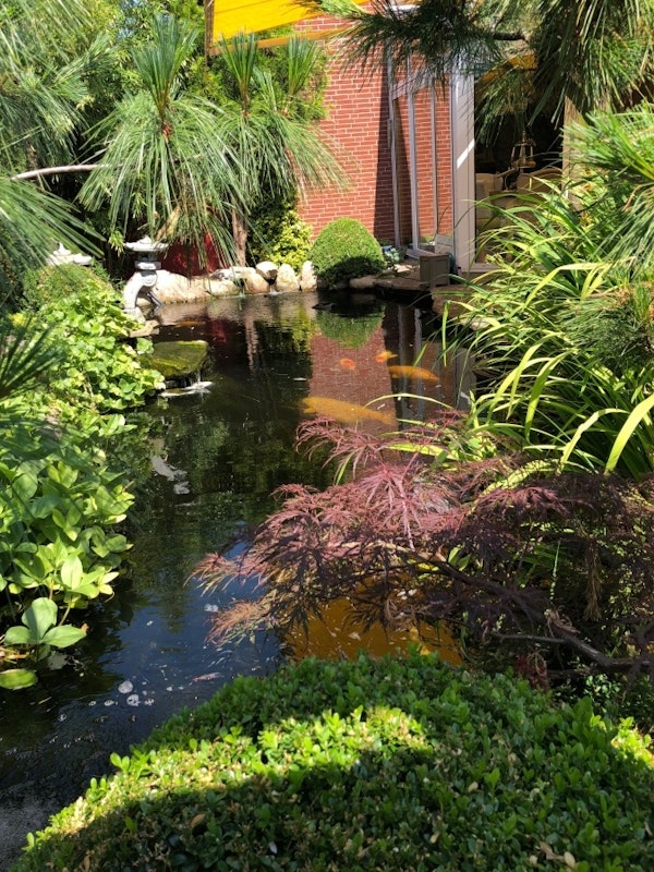 Bewachsener Teich Büsche Bäume