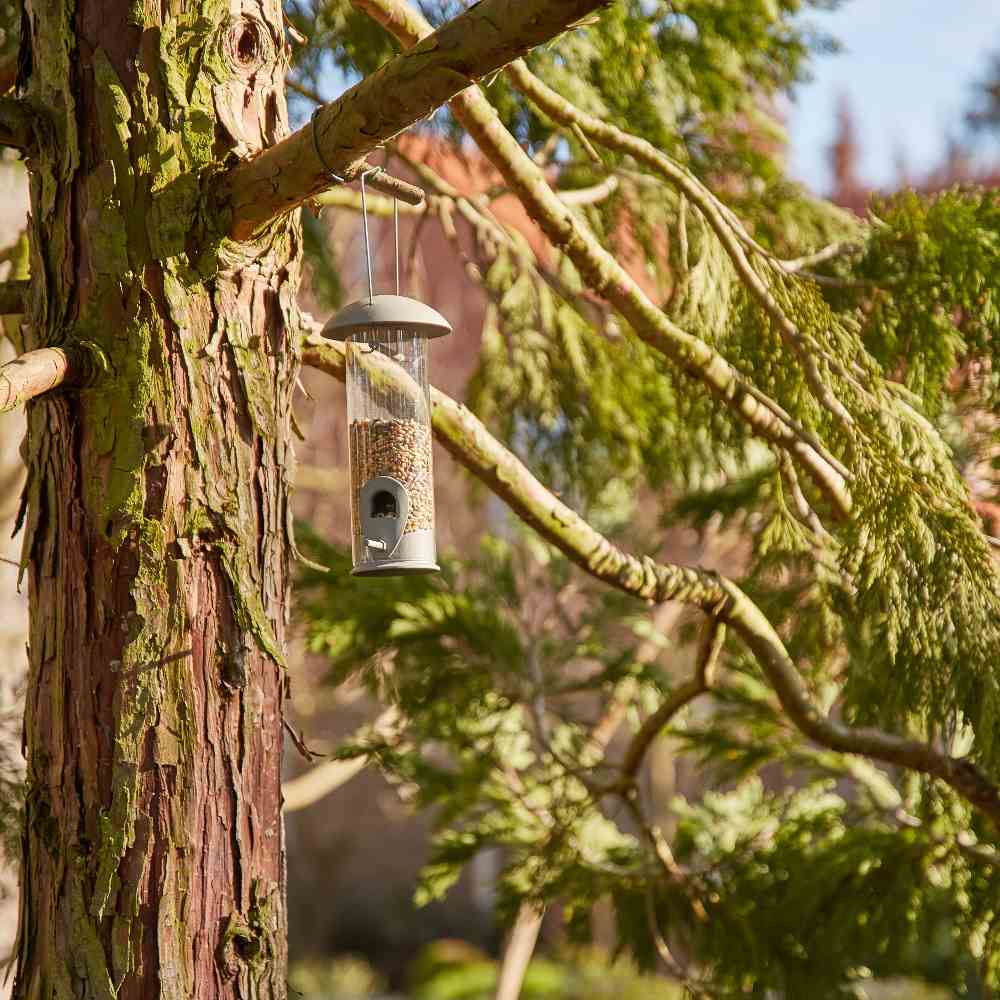 Vögel füttern im Winter