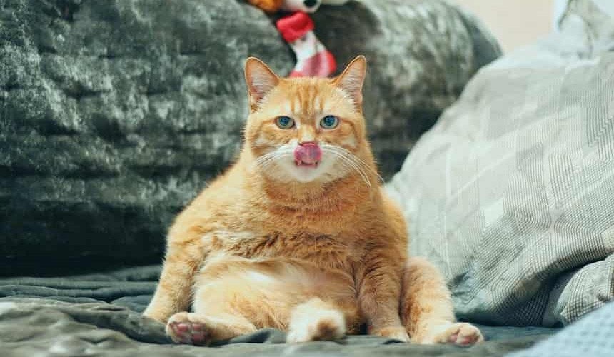 Ginger Cat Rothaarige Katze