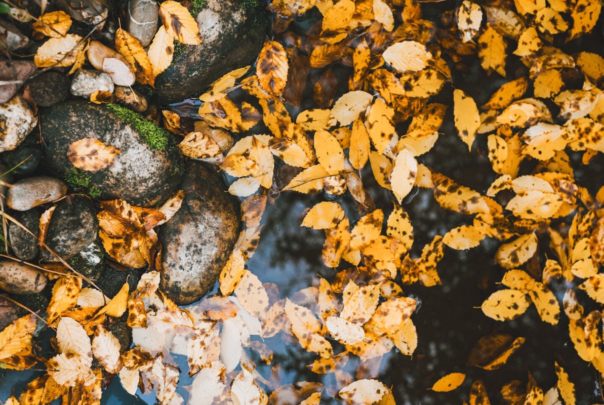 Teich im Herbst Herbstlaub fällt in den Gartenteich