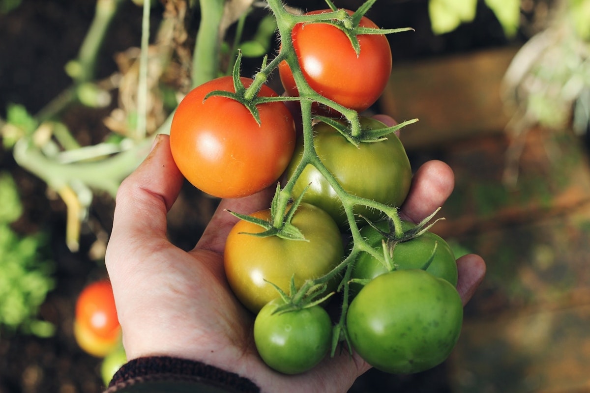 Tomaten_ernte