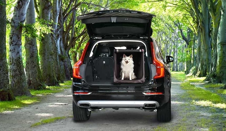 Kleiner Hund im Kofferraum Transportieren Sie ihren Hund in einer passenden Transportbox