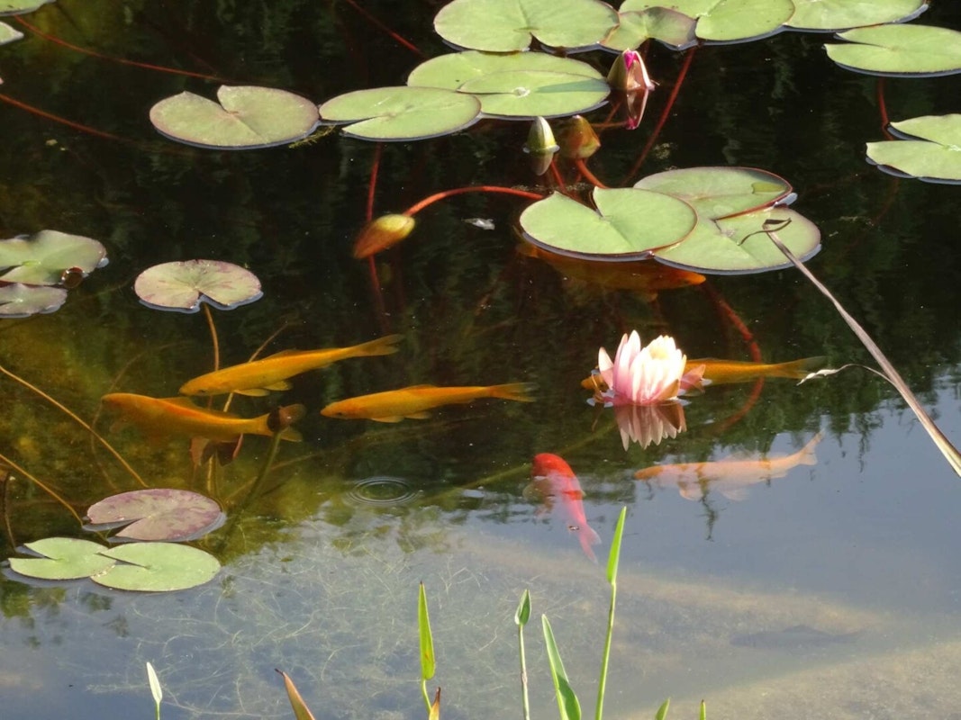 Fische Fische