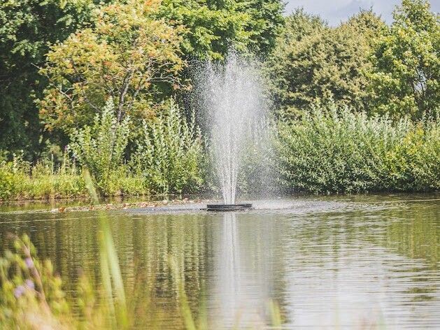 Der Gartenteich: Faszination neu entdeckt
