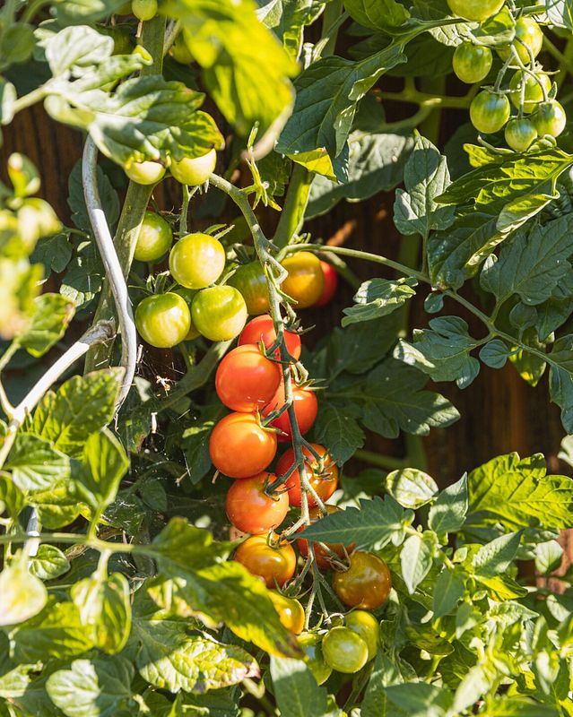 Tomaten im Garten anbauen mit Rankhilfe