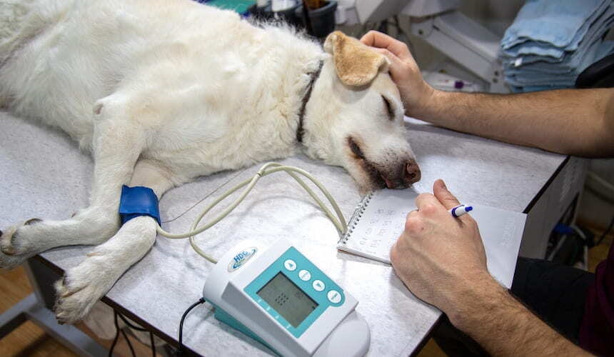 Die Vitalwerte eines weißen Hundes werden gemessen Weißer Hund liegt mit geschlossenen Augen auf einem Behandlungstisch und ist an ein medizinisches Gerät angeschlossen